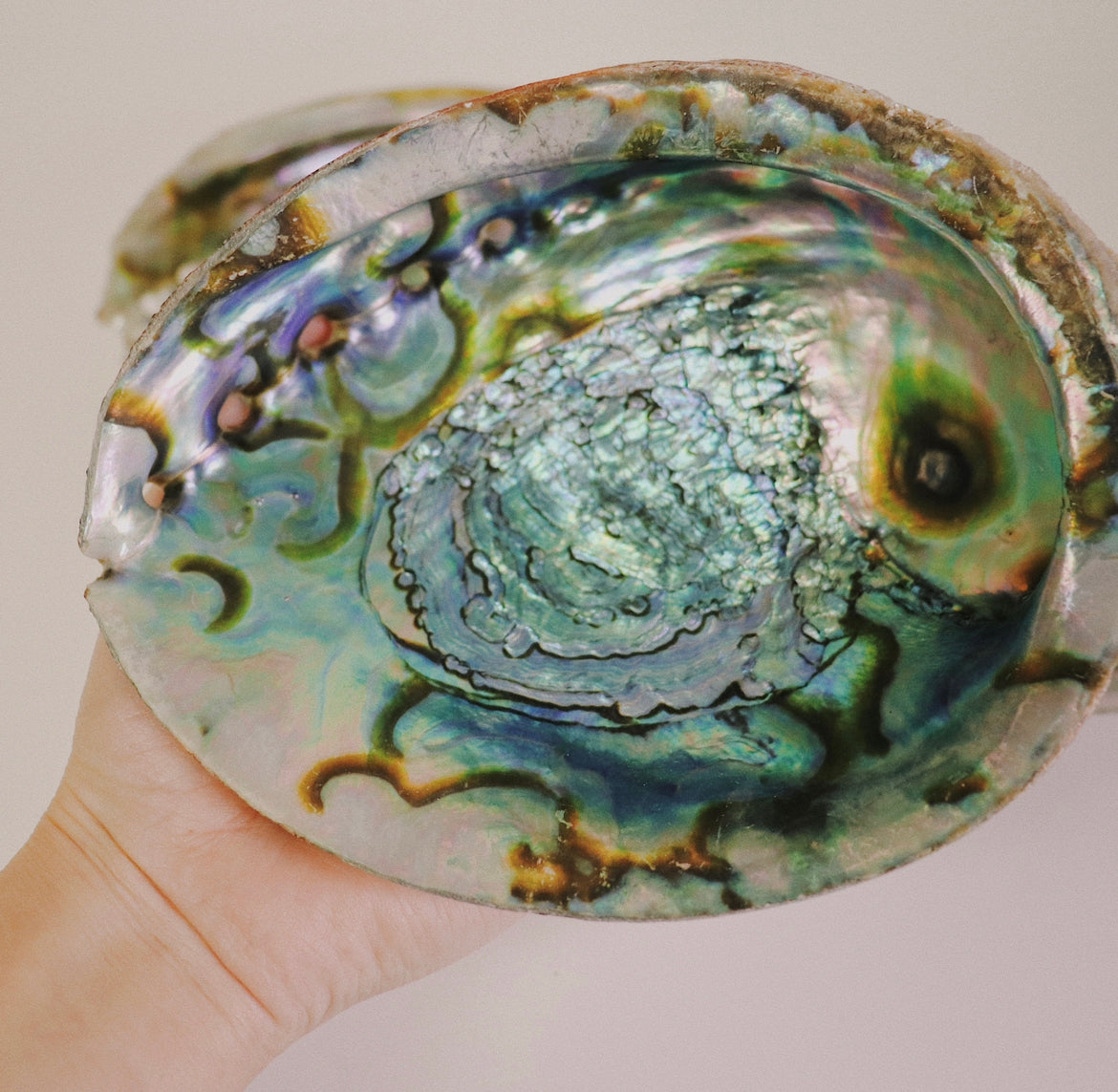 ABALONE SHELL 7"