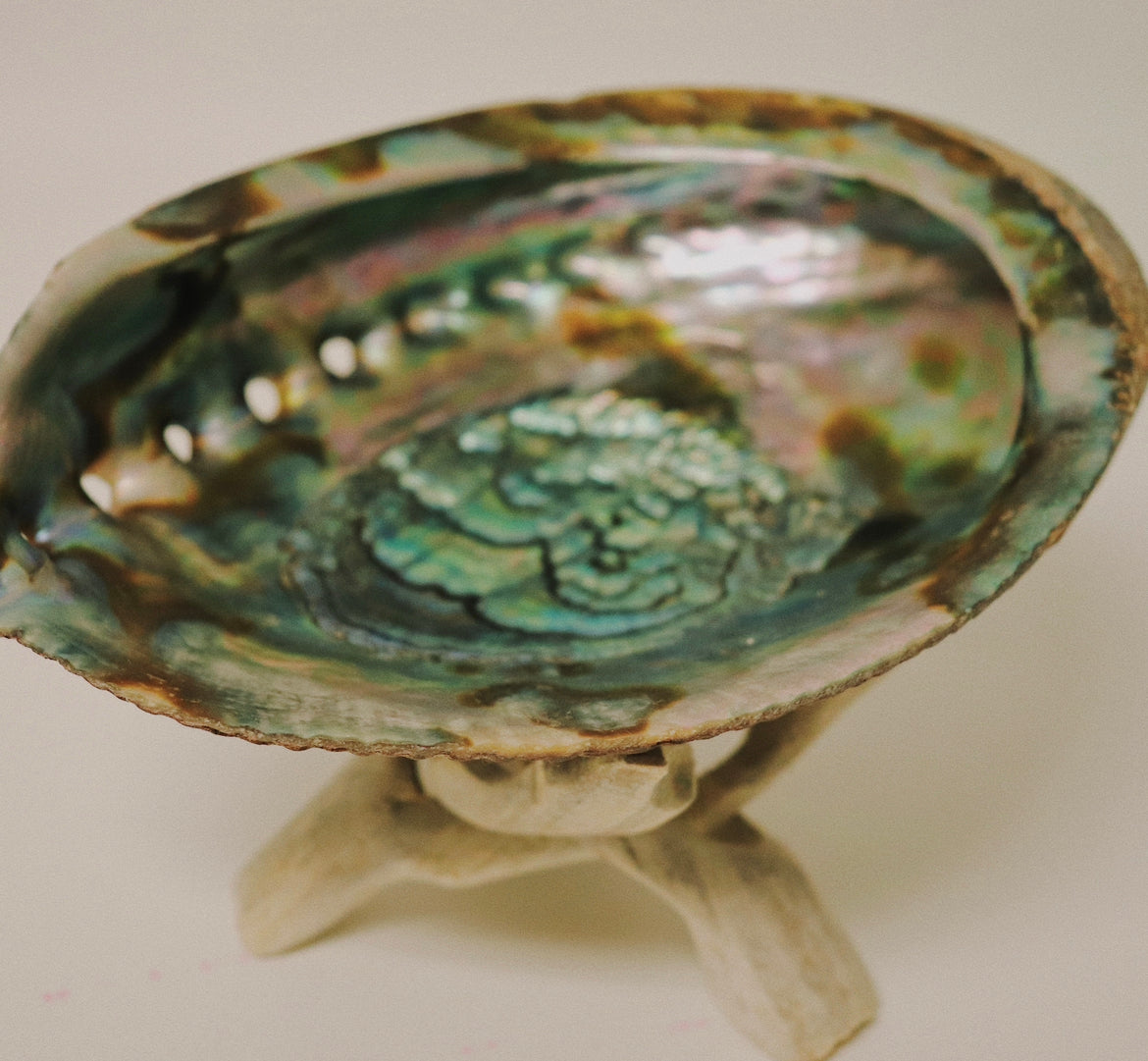 ABALONE SHELL 7"