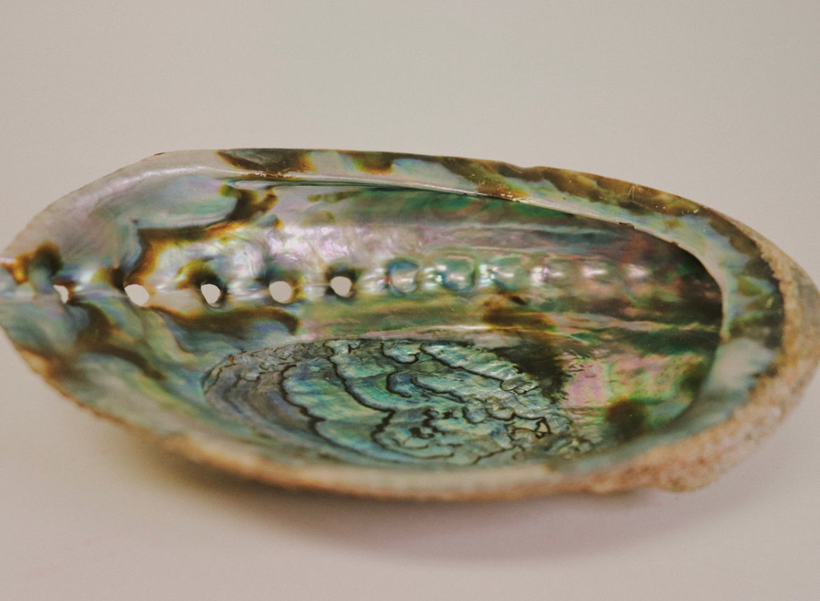 ABALONE SHELL 7"