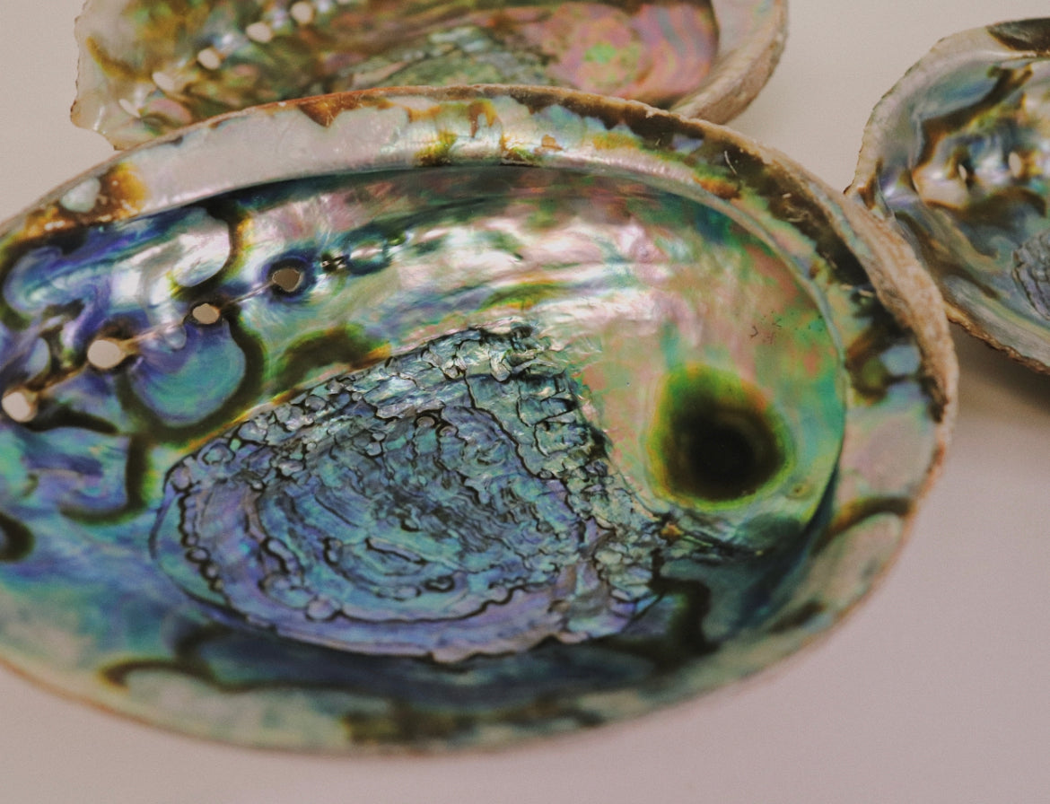 ABALONE SHELL 7"