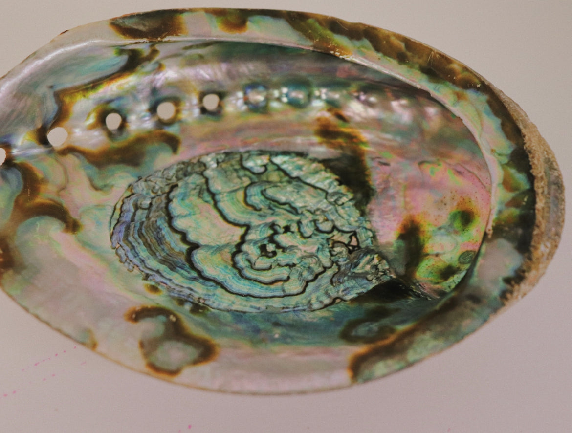 ABALONE SHELL 7"